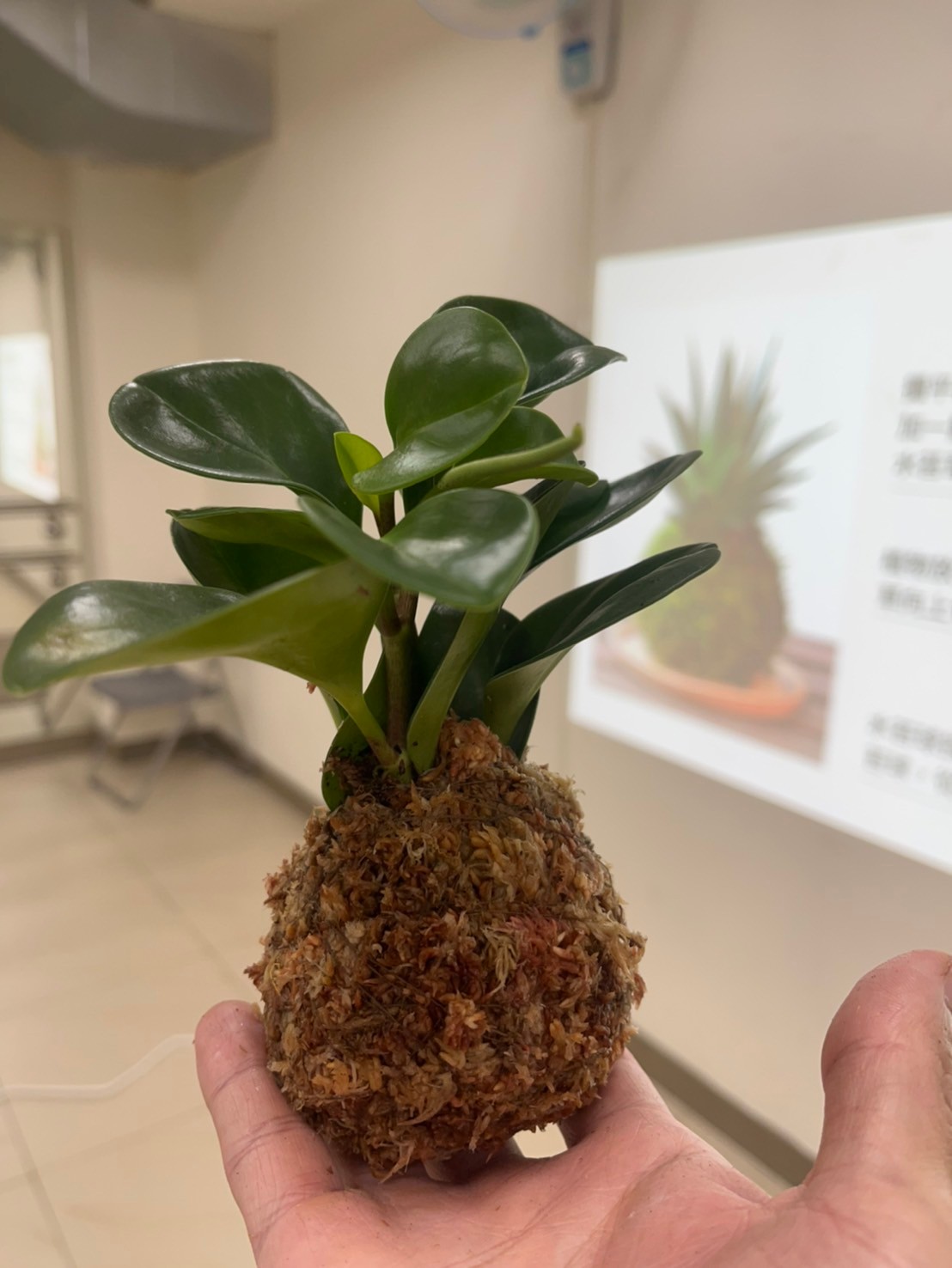 113/11/9手作水苔球