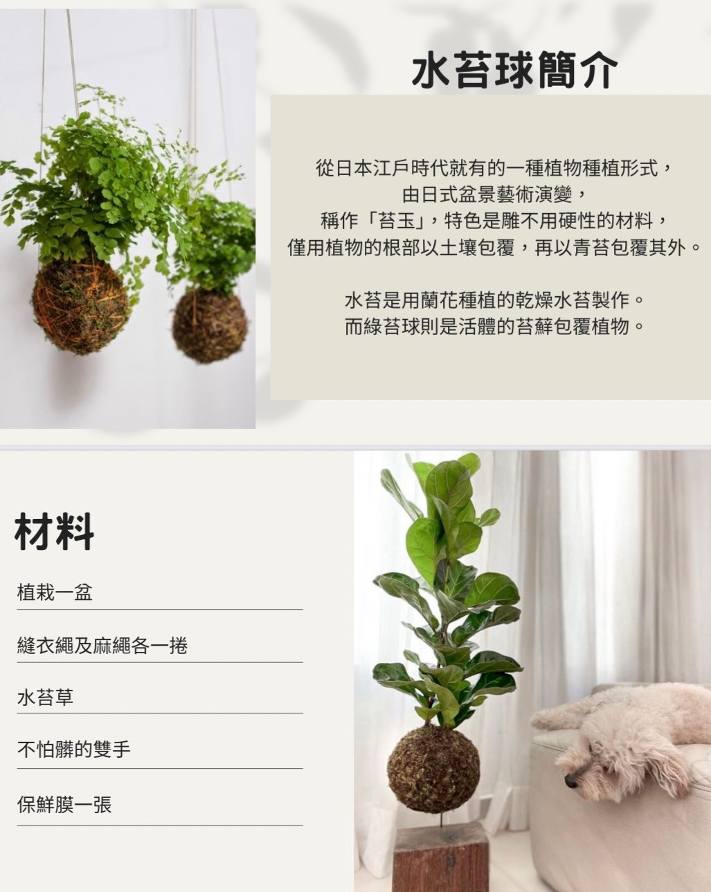 113/11/9手作水苔球