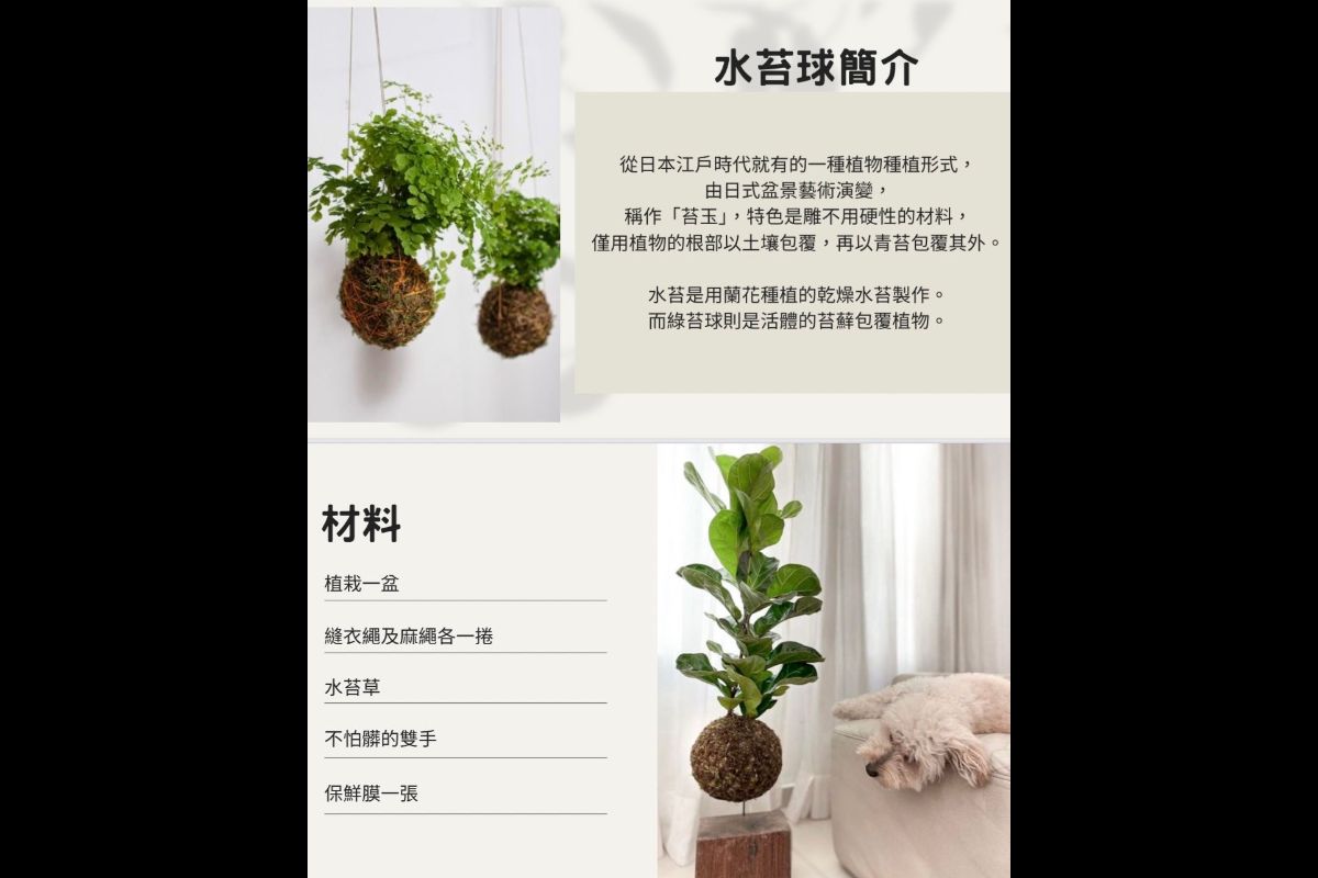 (課程已結束)手作水苔球